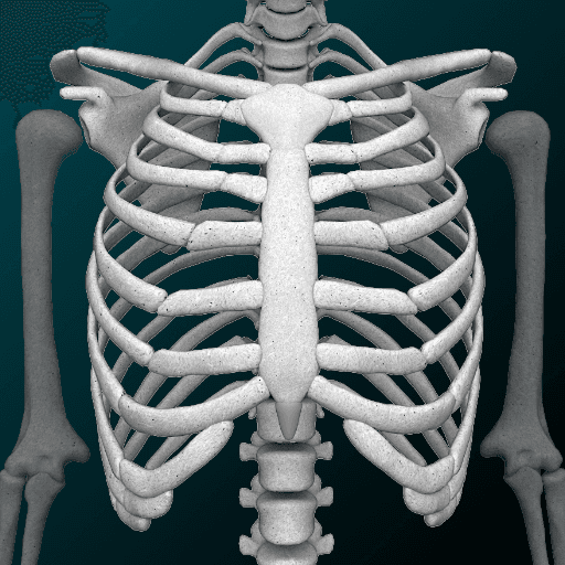 3D人骨（解剖学）