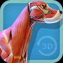 Visual Canine Anatomy 3D - lea