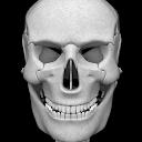 Osseous System in 3D (Anatomy)